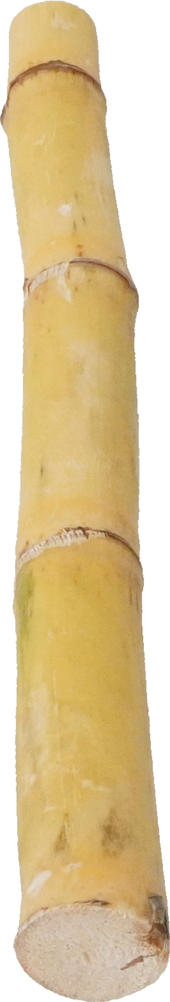 さとうきび｜商用可フリー画像・背景透過