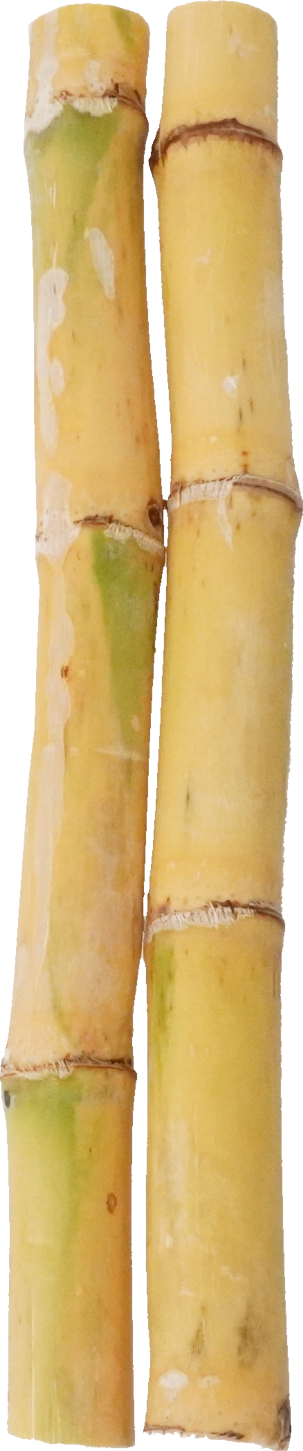 さとうきび｜商用可フリー画像・背景透過
