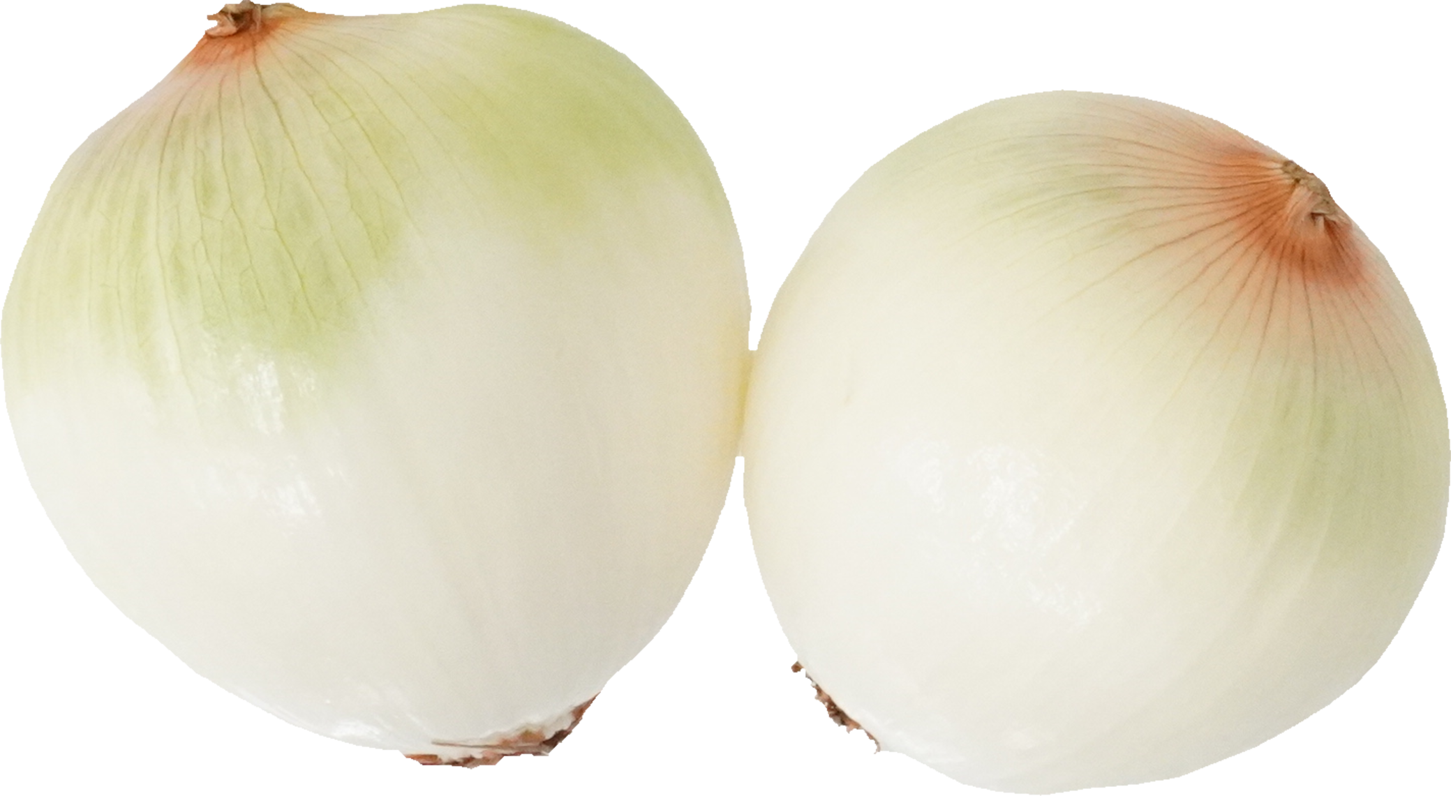 たまねぎ｜商用可フリー画像・背景透過