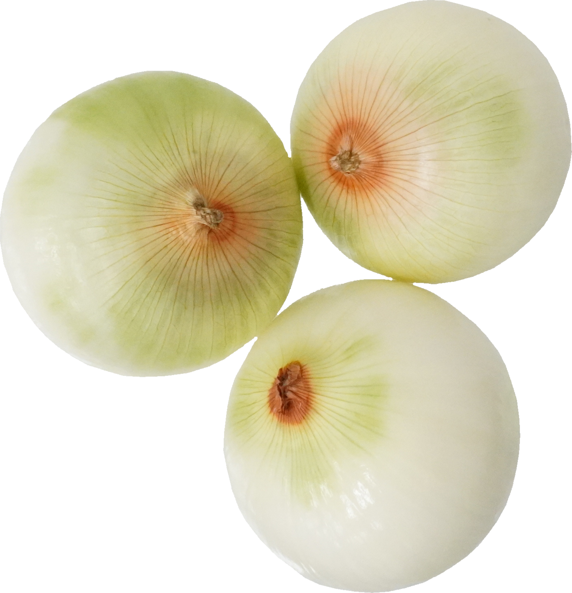 たまねぎ｜商用可フリー画像・背景透過