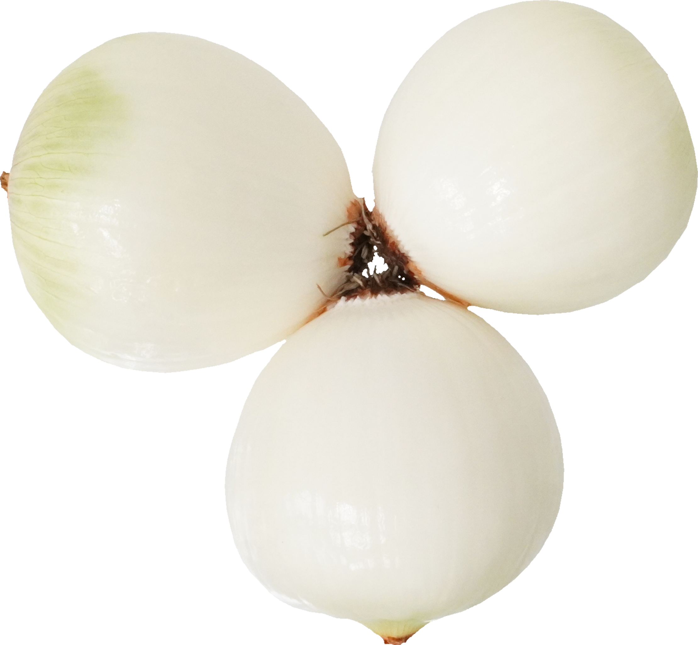 たまねぎ｜商用可フリー画像・背景透過