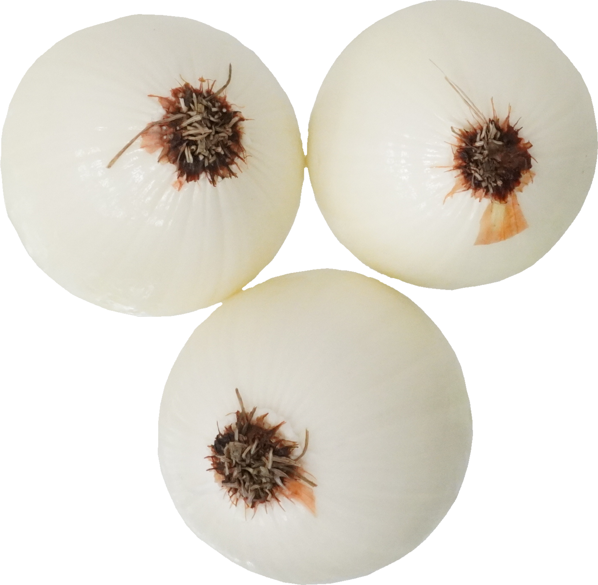 たまねぎ｜商用可フリー画像・背景透過