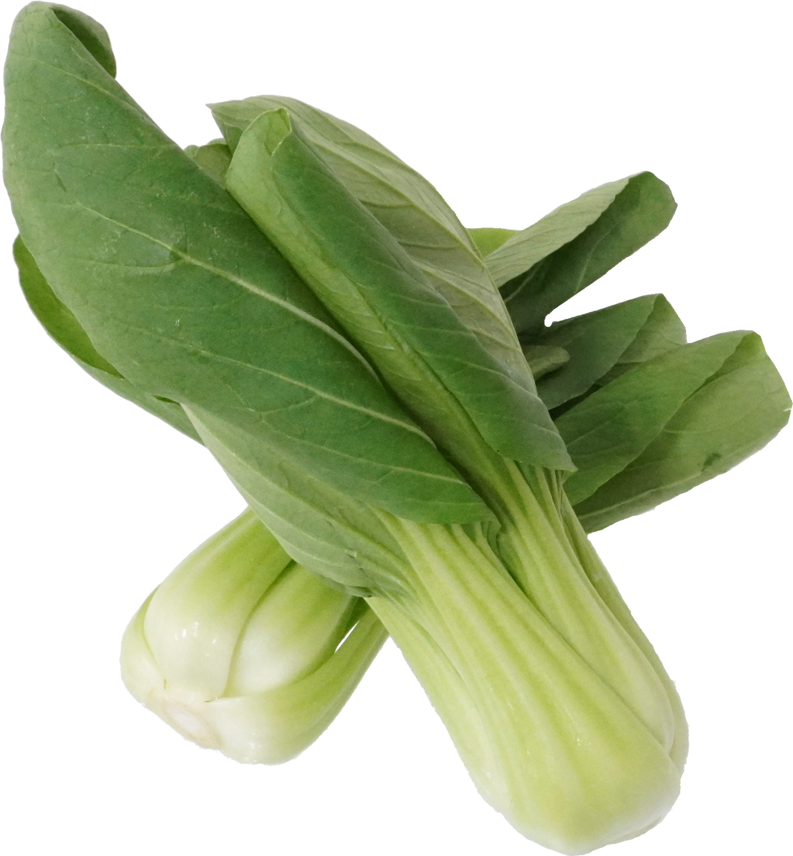 チンゲンサイ｜商用可フリー画像・背景透過