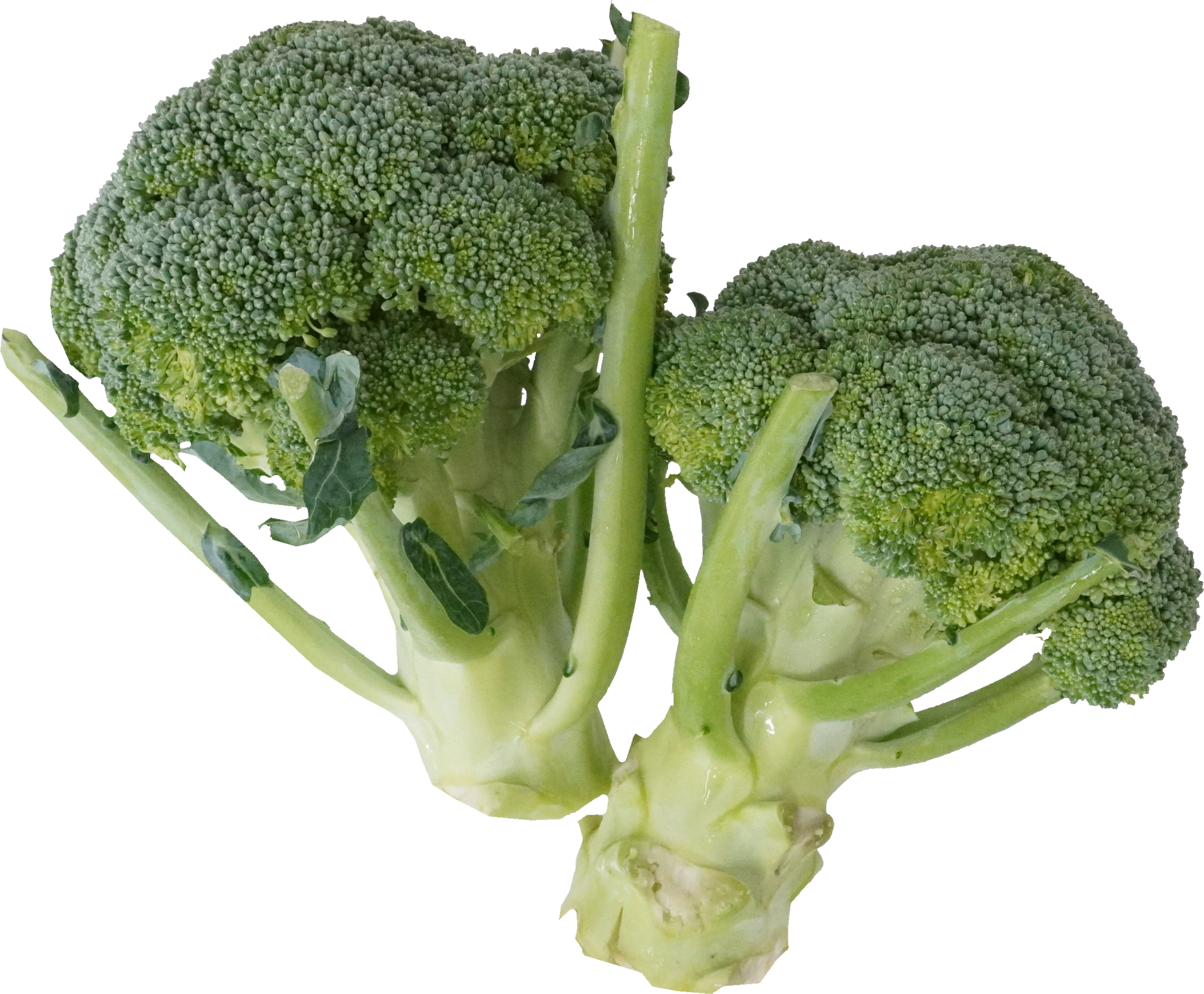 ブロッコリー｜商用可フリー画像・背景透過