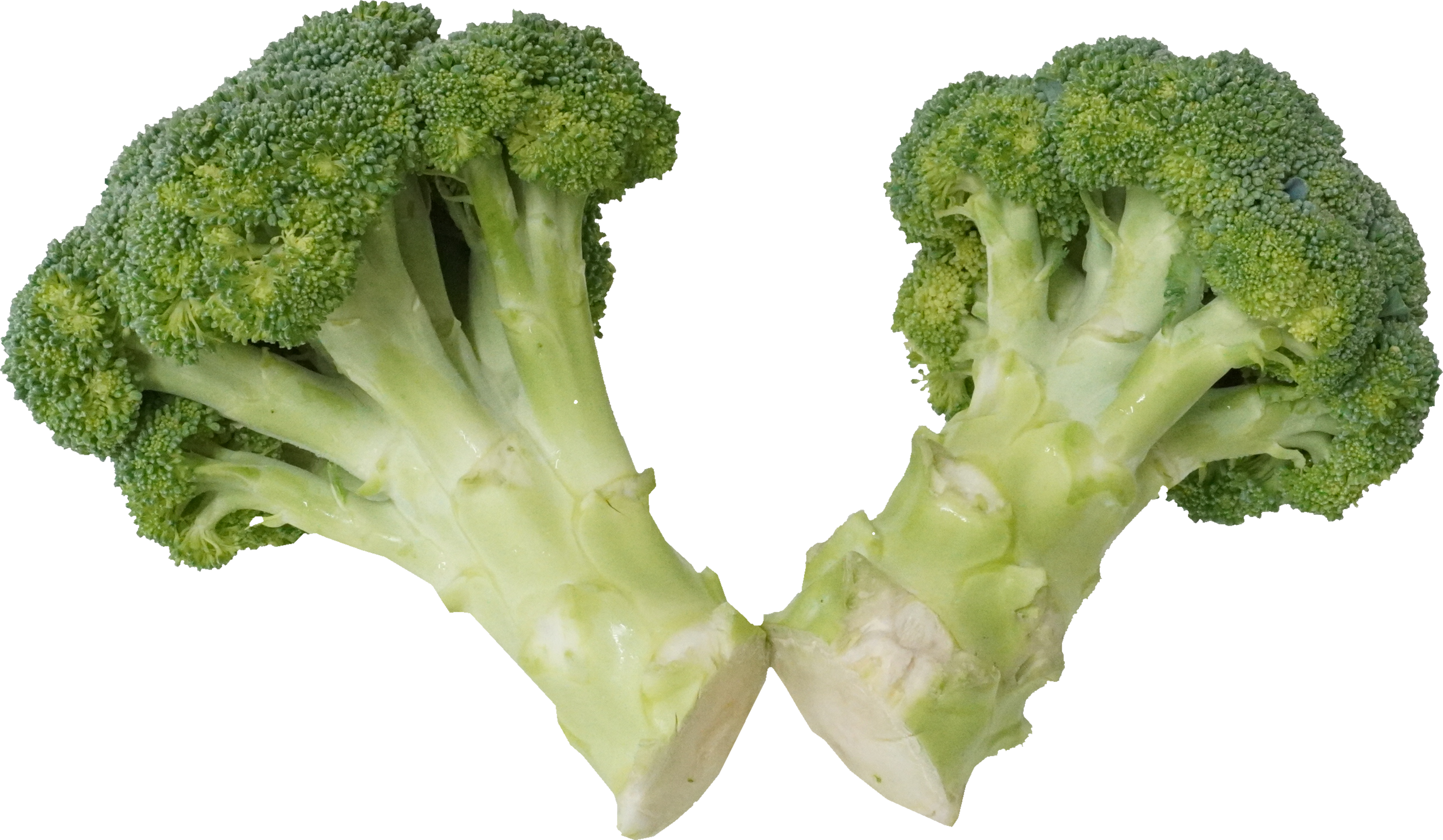 ブロッコリー｜商用可フリー画像・背景透過