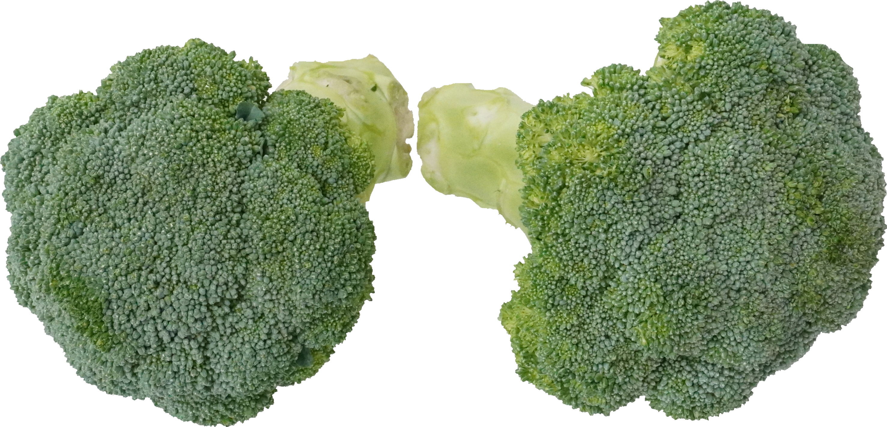 ブロッコリー｜商用可フリー画像・背景透過