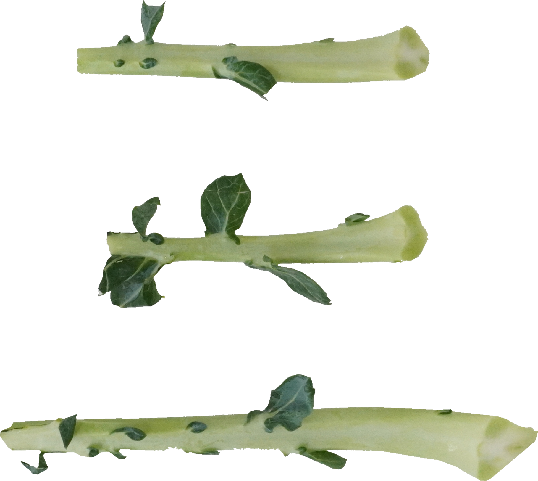 ブロッコリー｜商用可フリー画像・背景透過