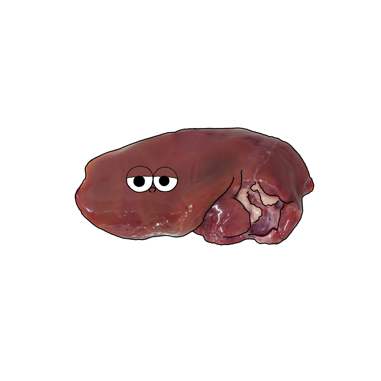 鶏-肝臓【レバー】のイラスト｜商用可フリー画像・背景透過