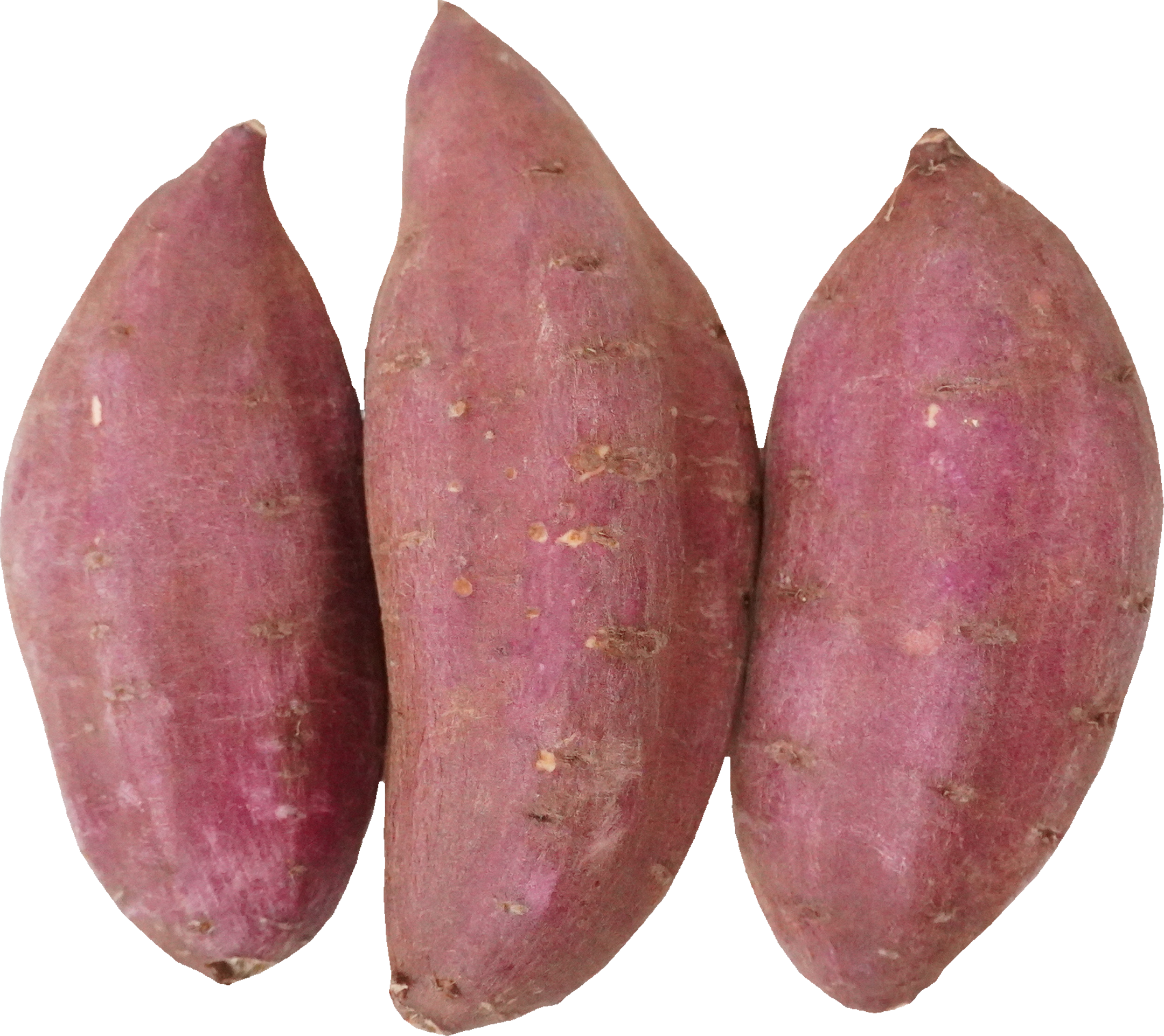 さつまいも｜商用可フリー画像・背景透過