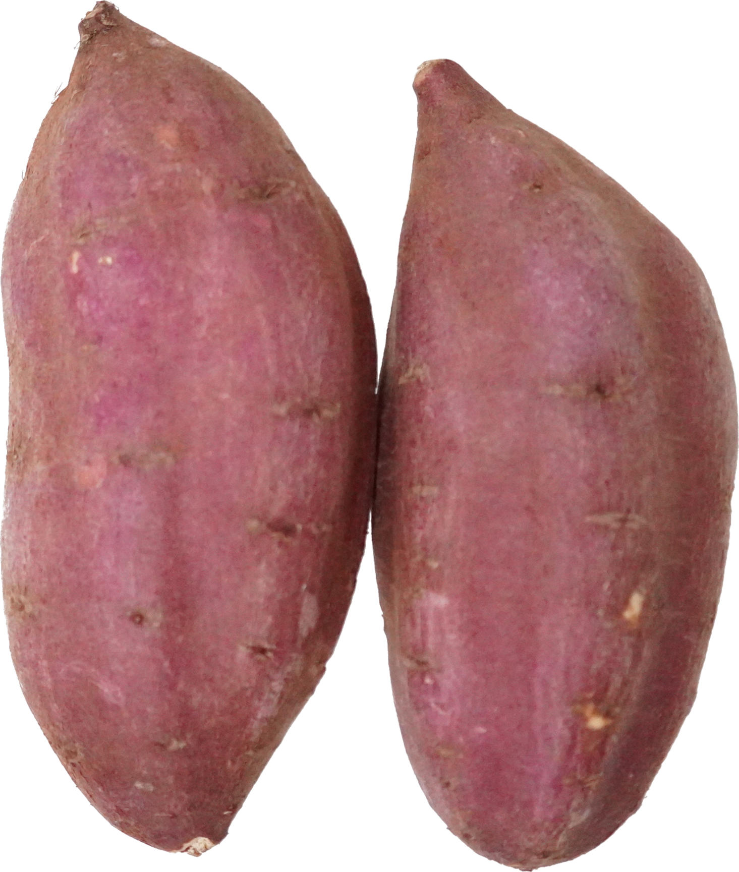 さつまいも｜商用可フリー画像・背景透過