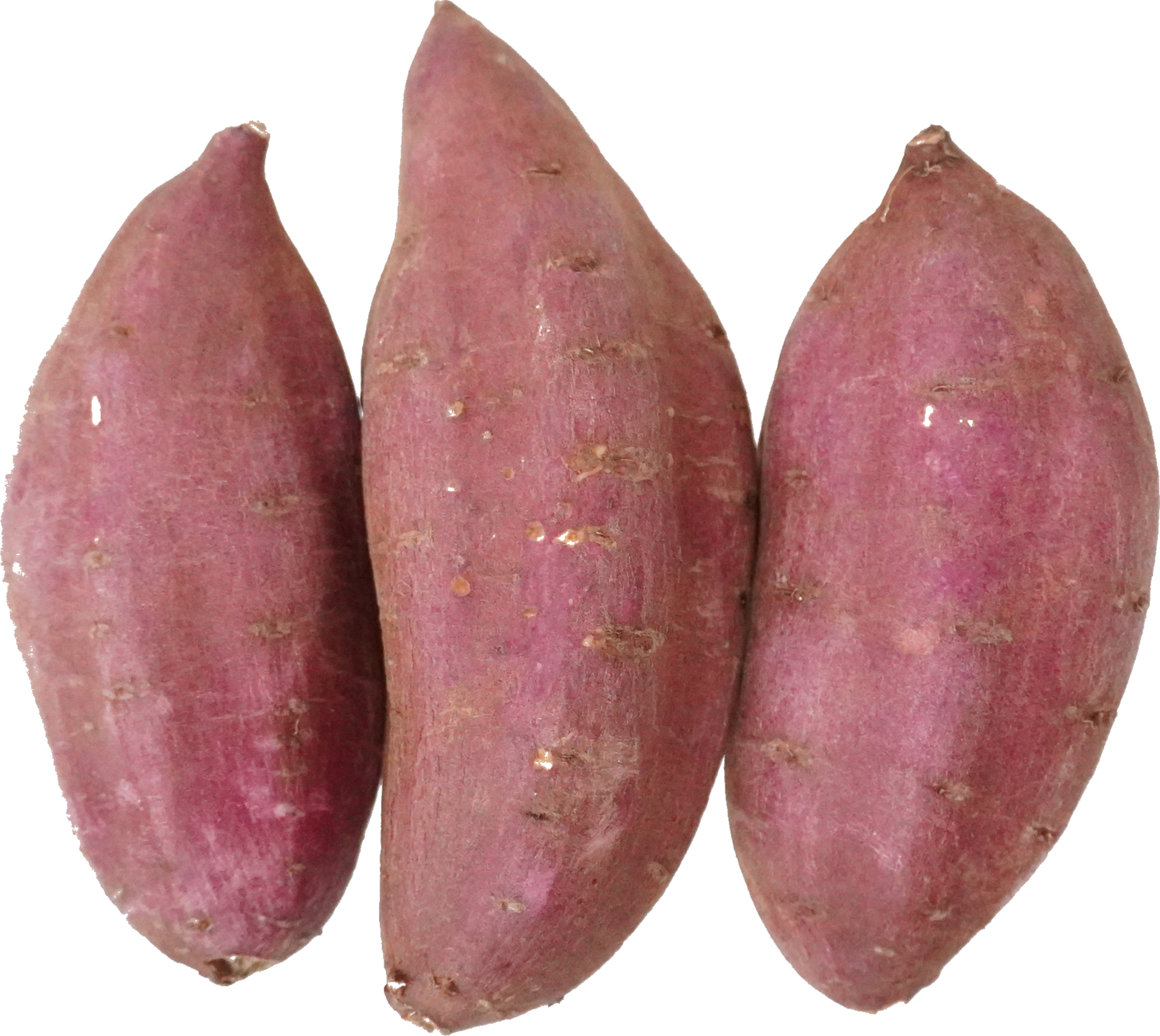 さつまいも｜商用可フリー画像・背景透過