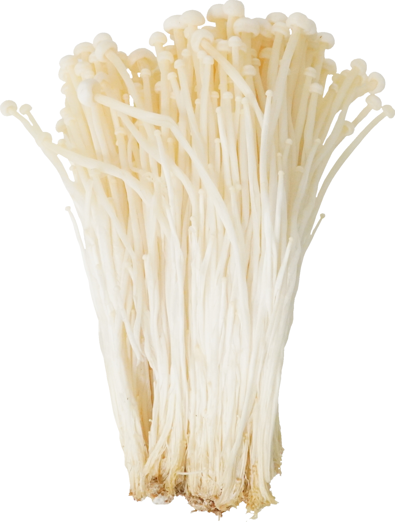 えのきたけ｜商用可フリー画像・背景透過