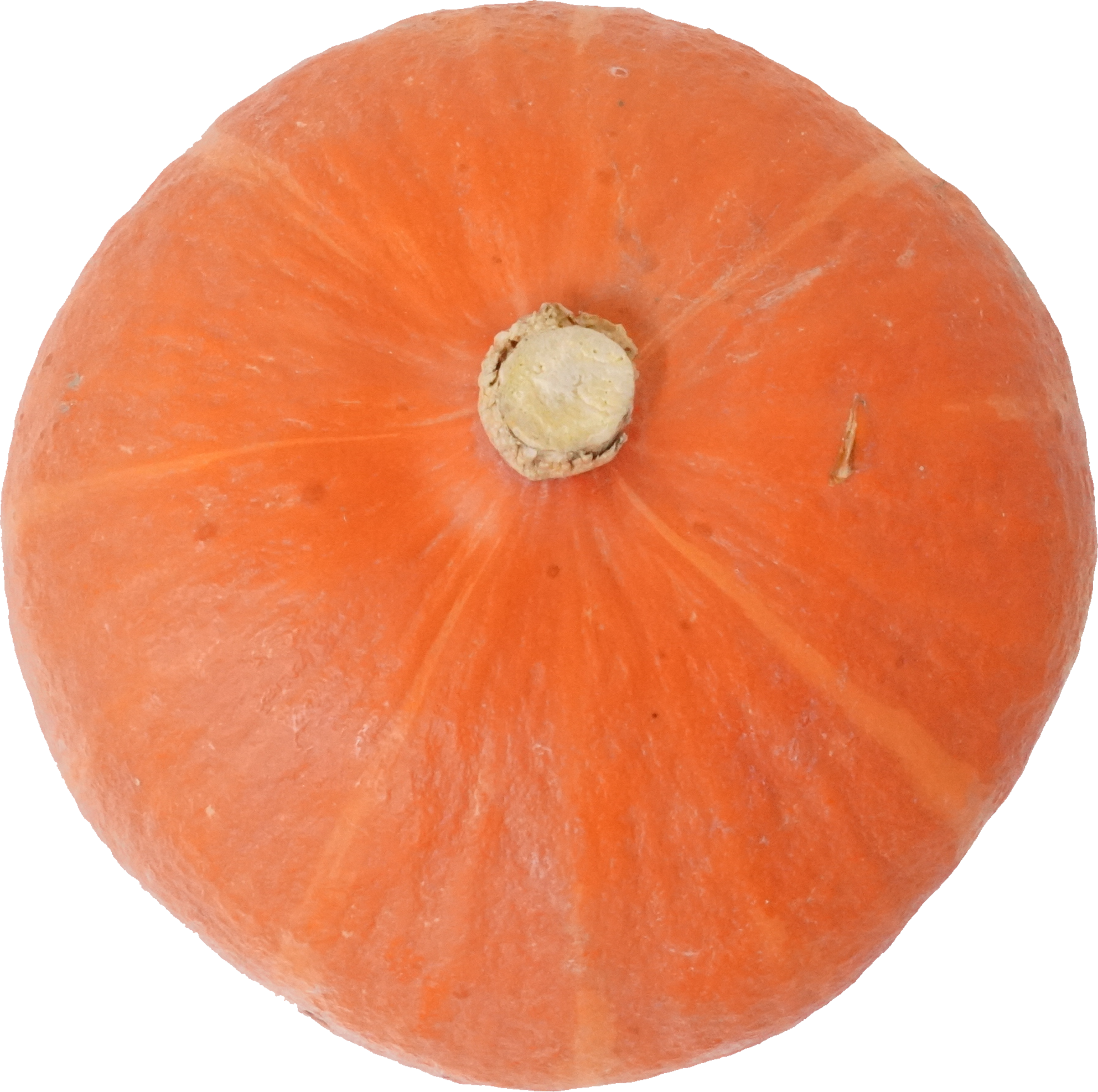 かぼちゃ（オレンジ）｜商用可フリー画像・背景透過