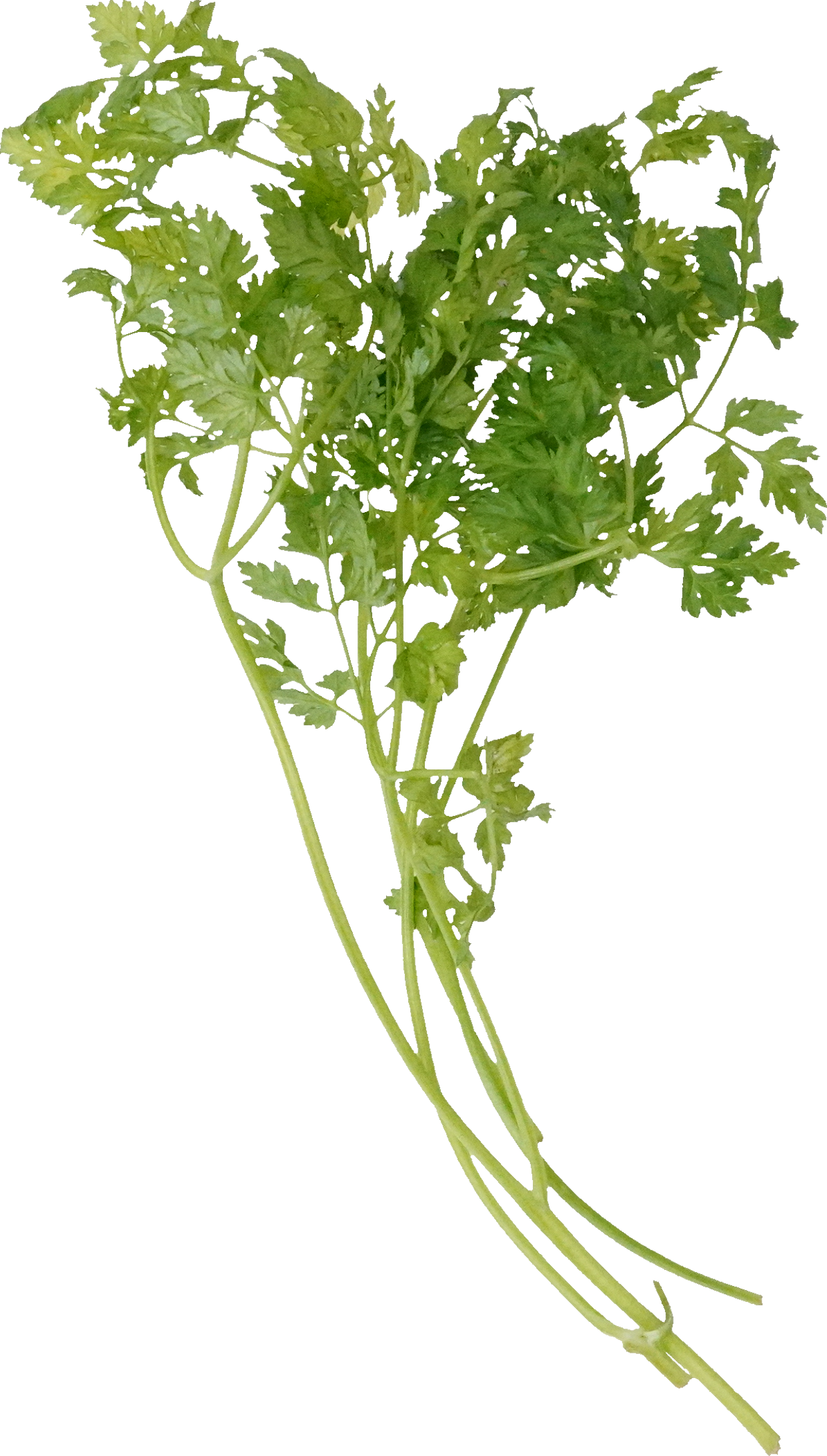 チャービル｜商用可フリー画像・背景透過