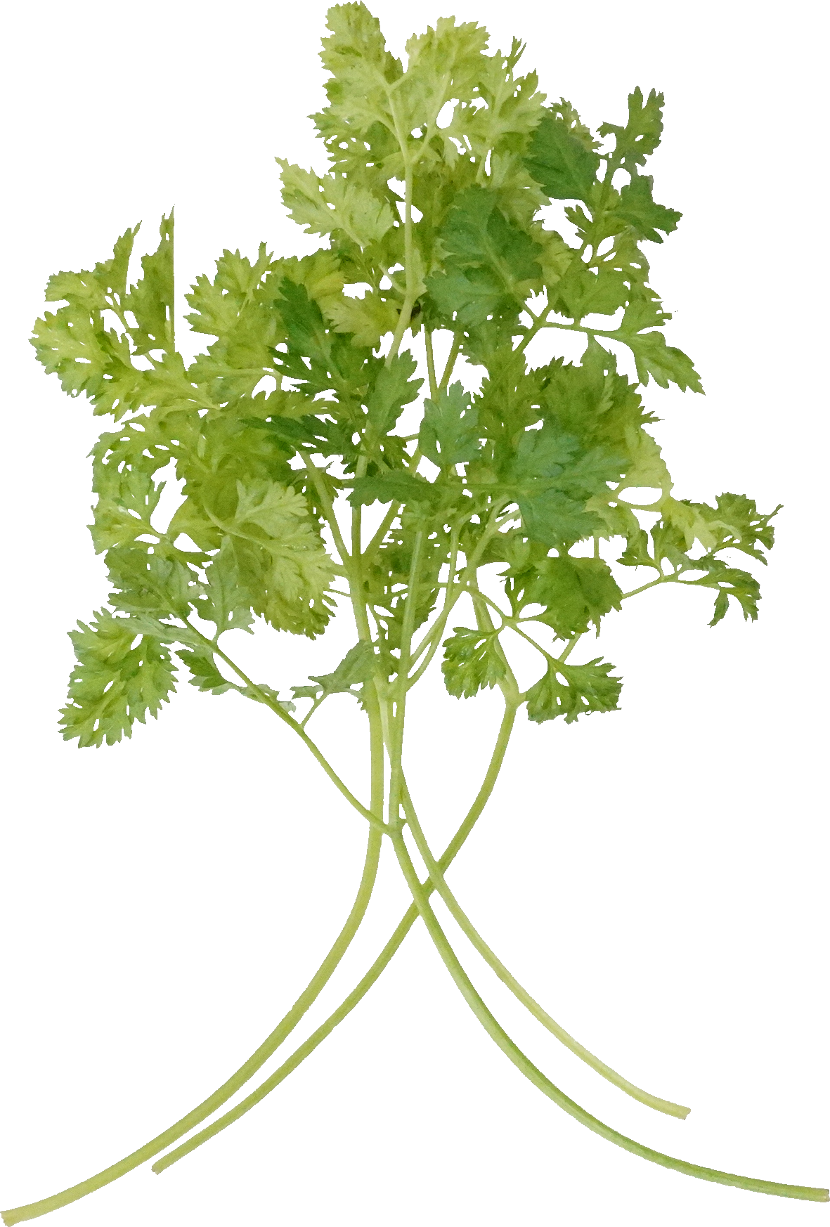 チャービル｜商用可フリー画像・背景透過