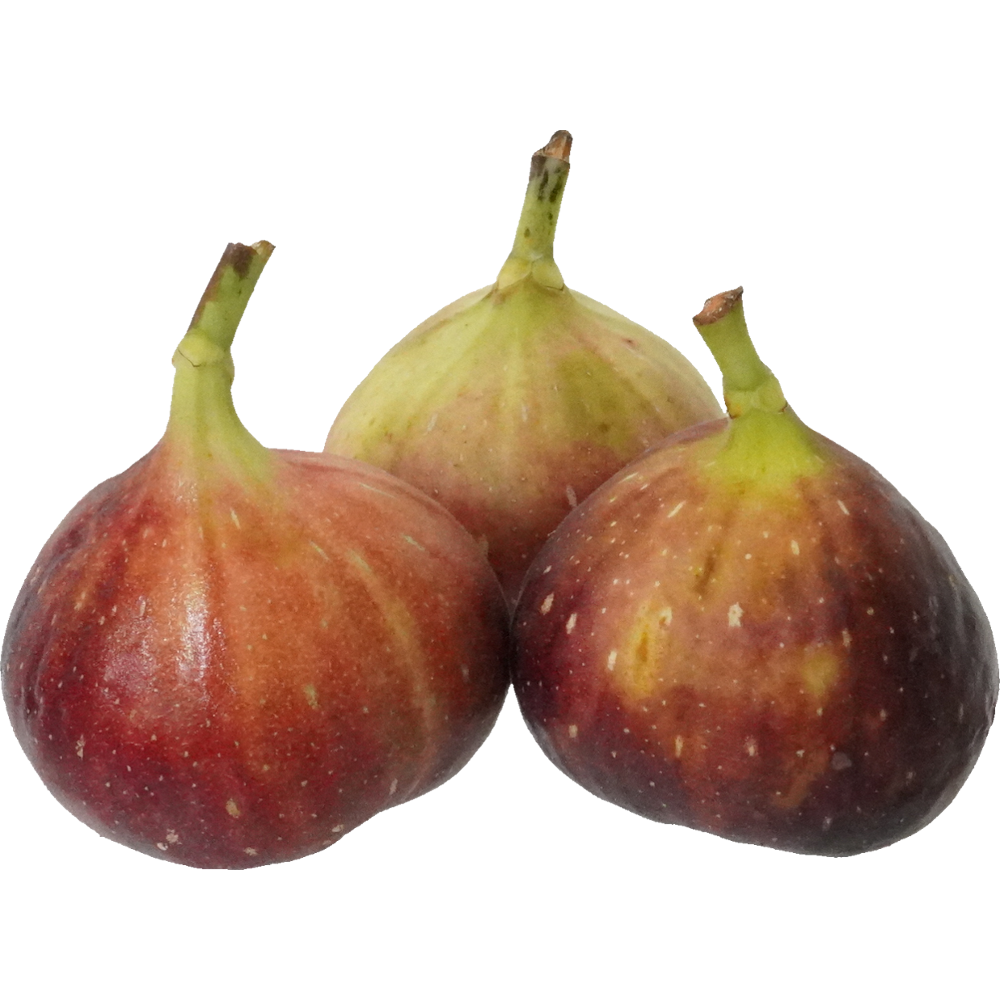 いちじく｜商用可フリー画像・背景透過