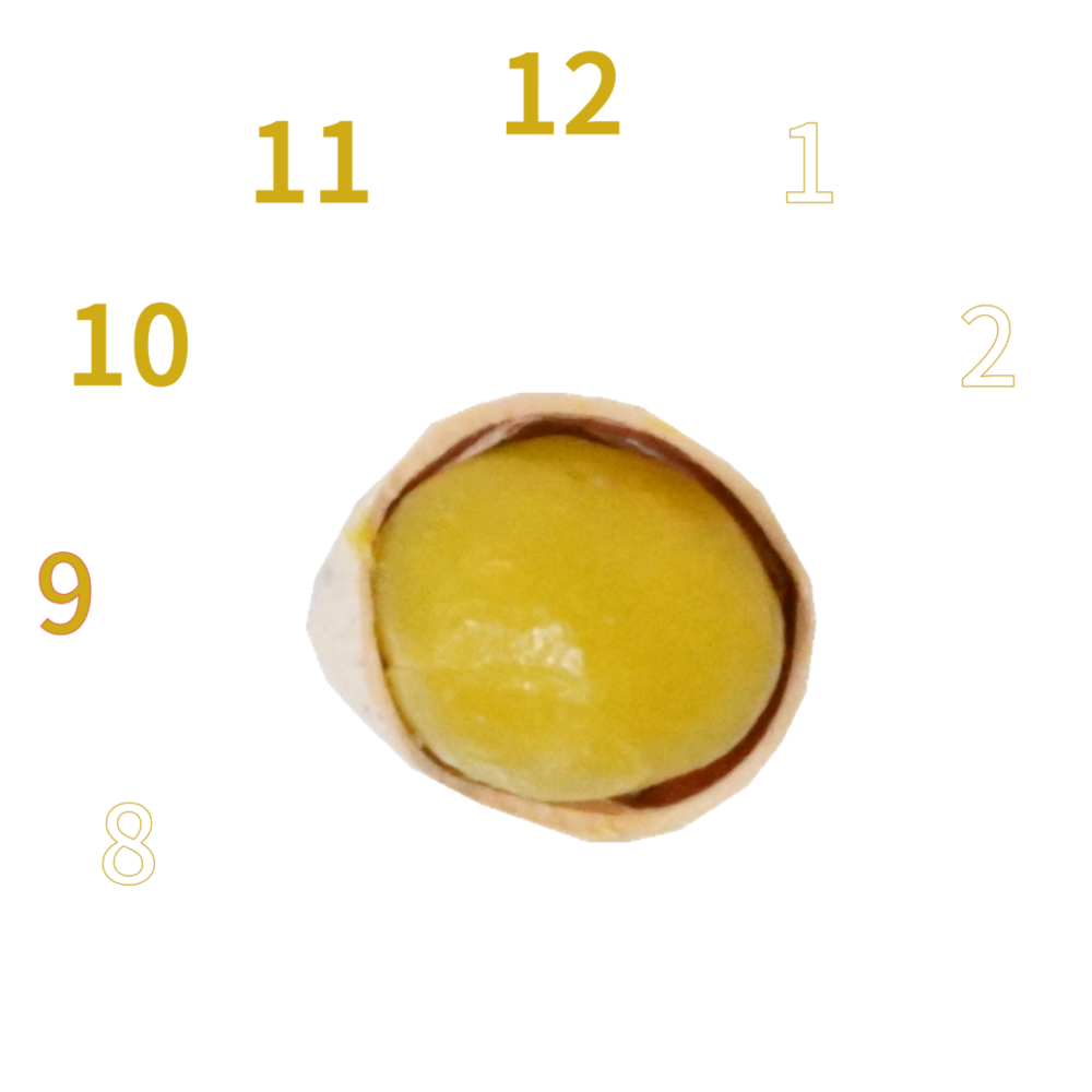 ぎんなん｜商用可フリー画像・背景透過