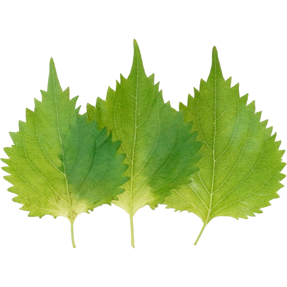 しそ｜商用可フリー画像・背景透過