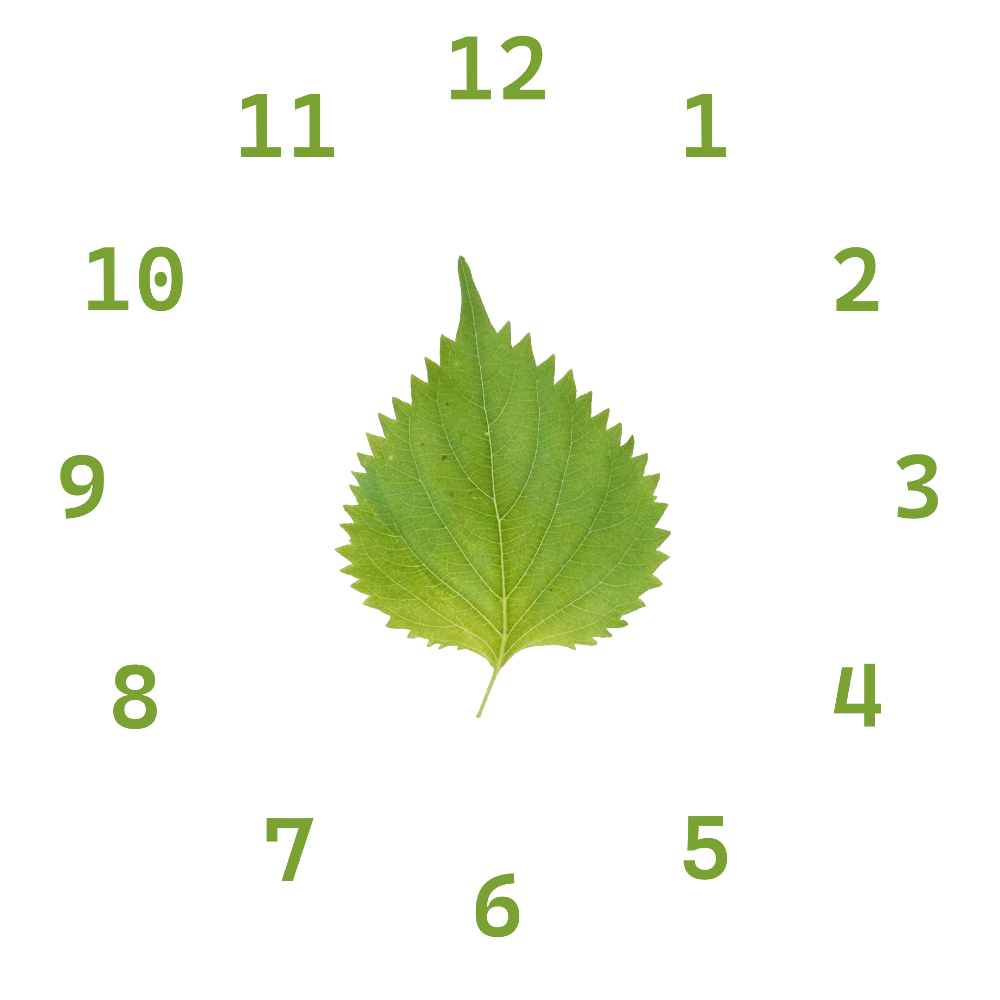 しそ｜商用可フリー画像・背景透過