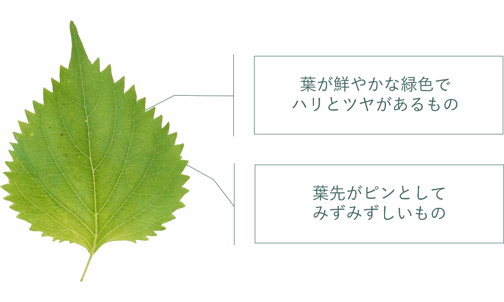 しそ｜商用可フリー画像・背景透過
