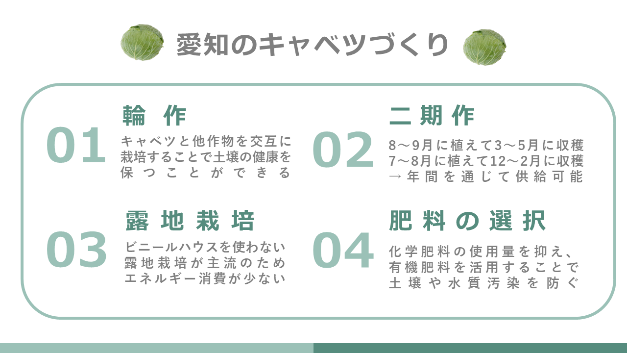 キャベツ｜商用可フリー画像・背景透過