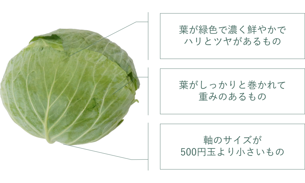 キャベツ｜商用可フリー画像・背景透過
