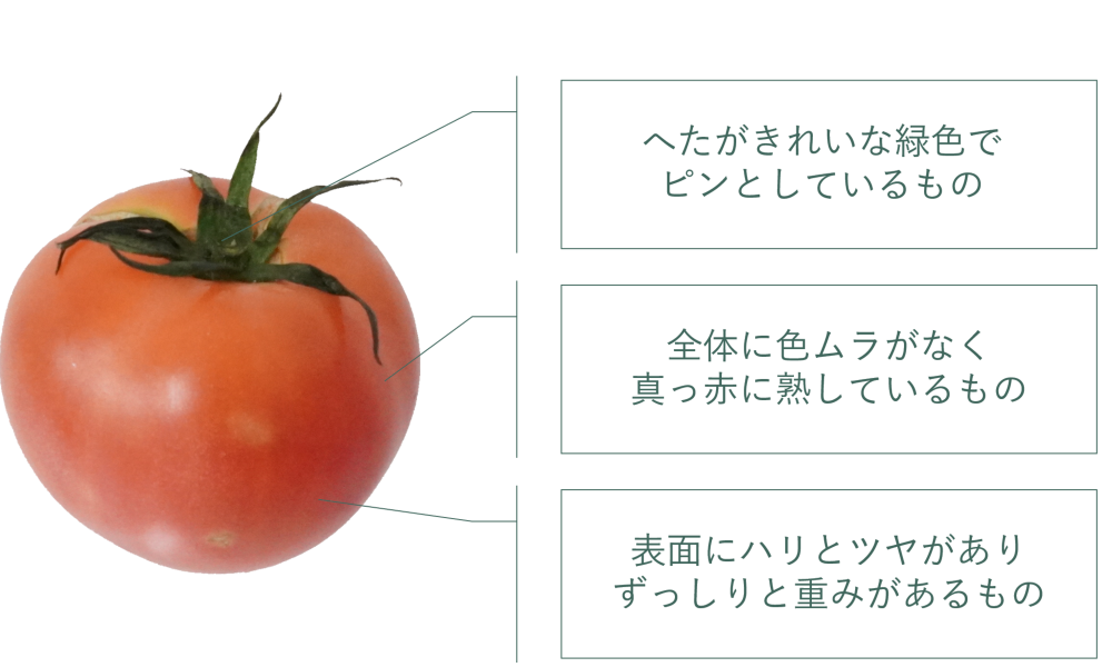 トマト｜商用可フリー画像・背景透過