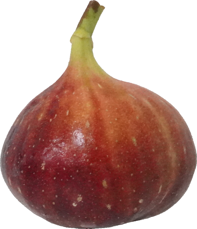 いちじく（愛知県産）｜商用可フリー画像・背景透過