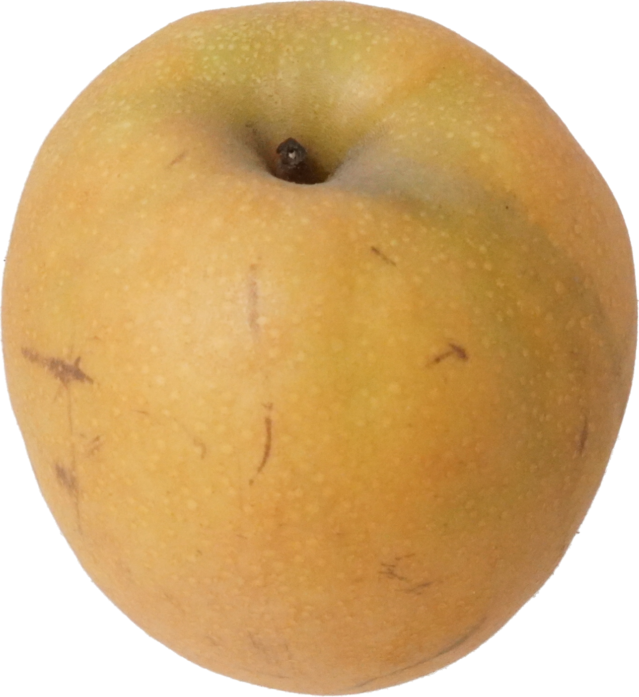 日本なし（愛知県産）｜商用可フリー画像・背景透過