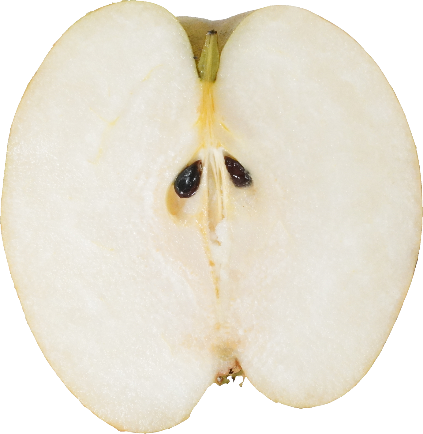 日本なし（愛知県産）｜商用可フリー画像・背景透過