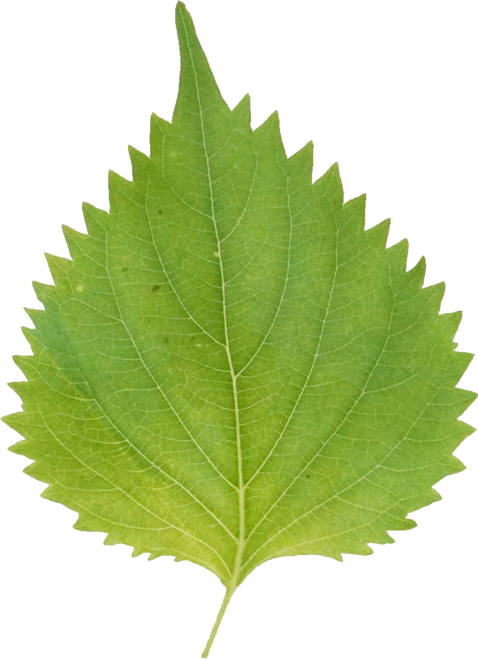 しそ【大葉】（愛知県産）｜商用可フリー画像・背景透過