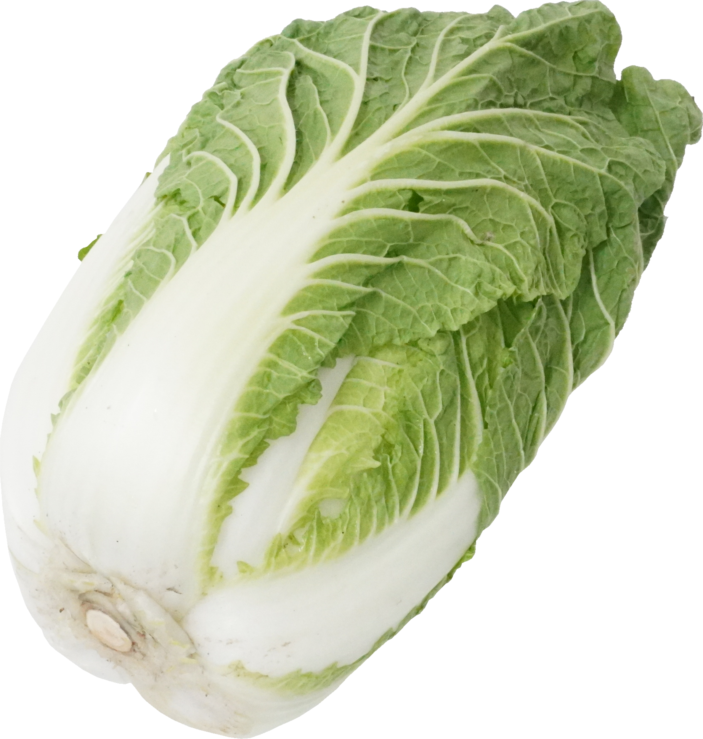 はくさい（愛知県産）｜商用可フリー画像・背景透過