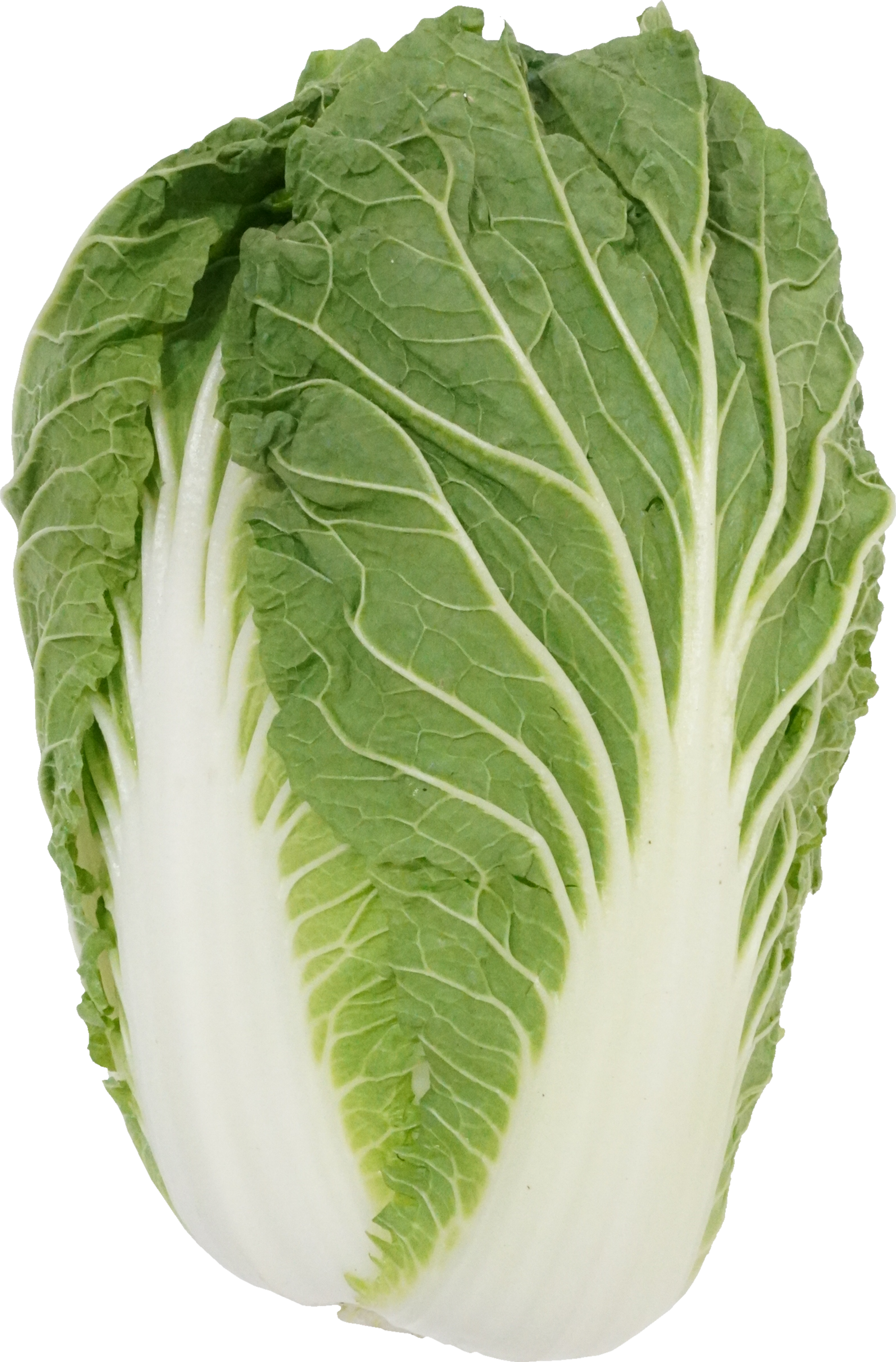 はくさい（愛知県産）｜商用可フリー画像・背景透過