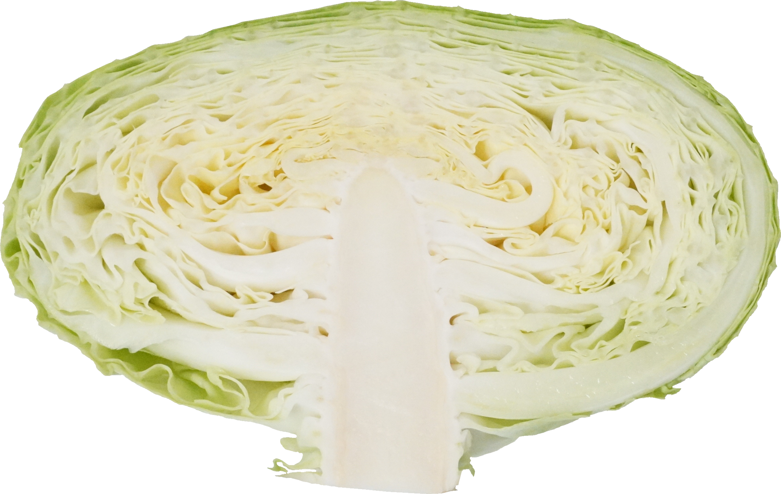 キャベツ（愛知県産）｜商用可フリー画像・背景透過