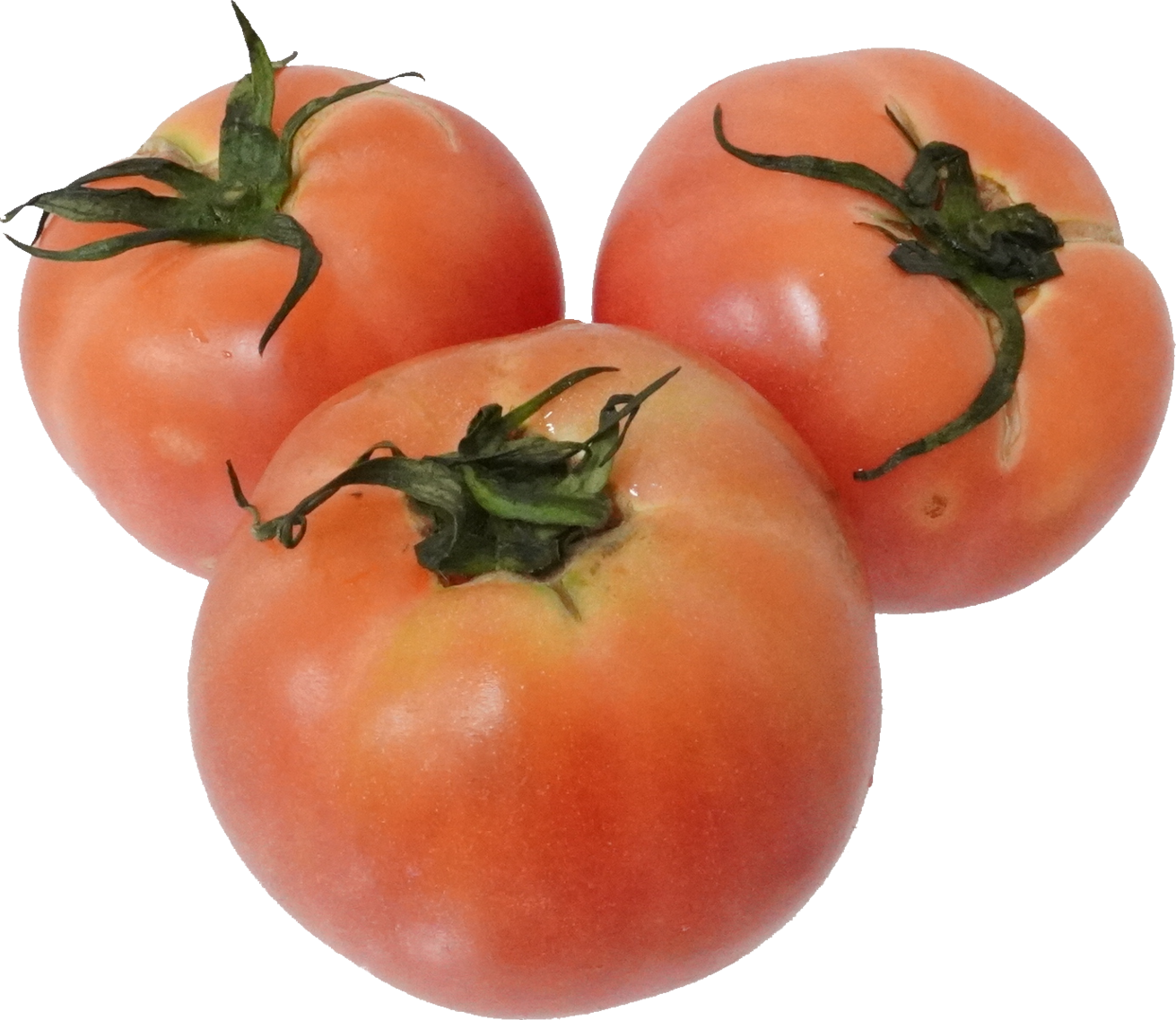 トマト（愛知県産）｜商用可フリー画像・背景透過