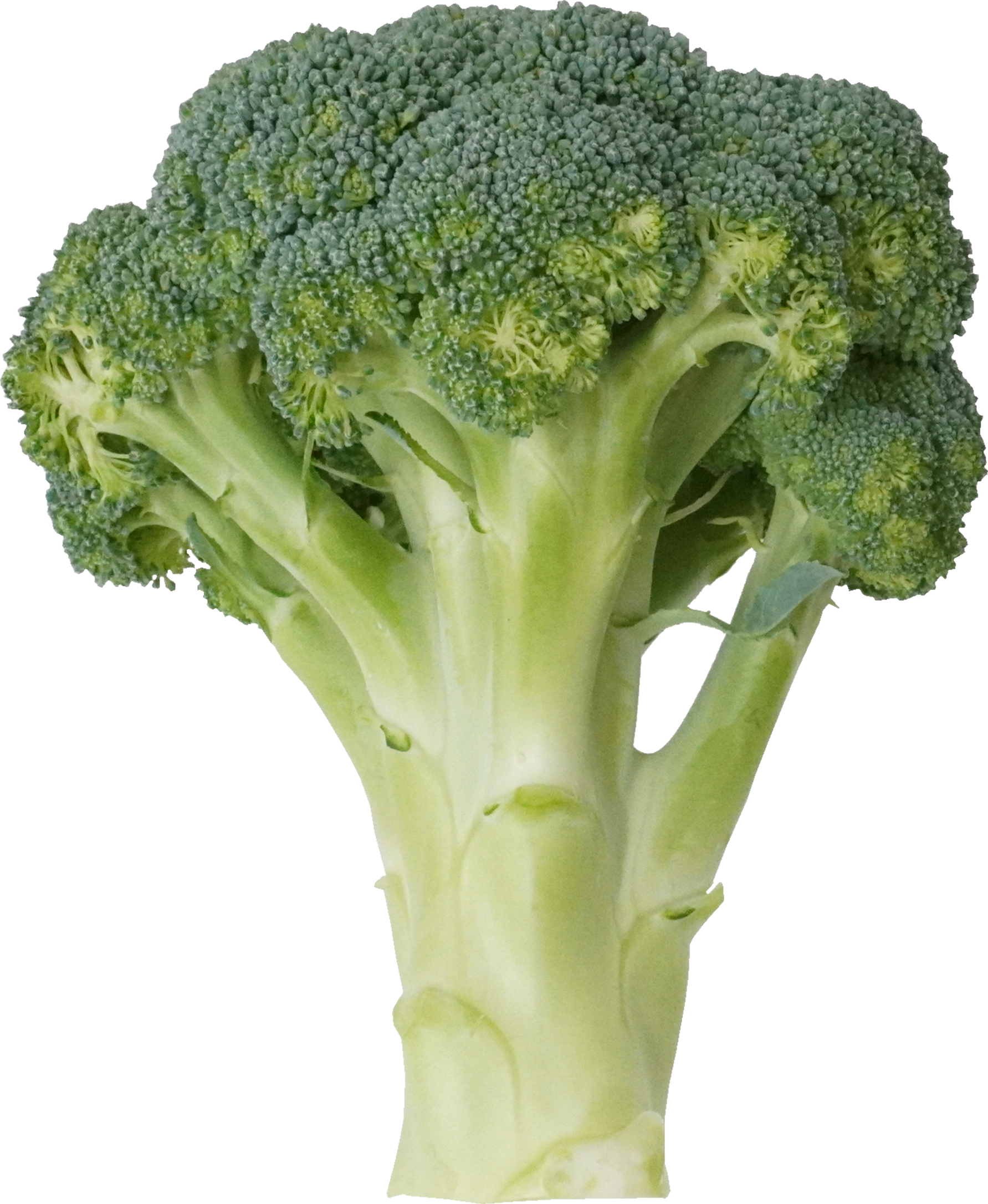 ブロッコリー（愛知県産）｜商用可フリー画像・背景透過
