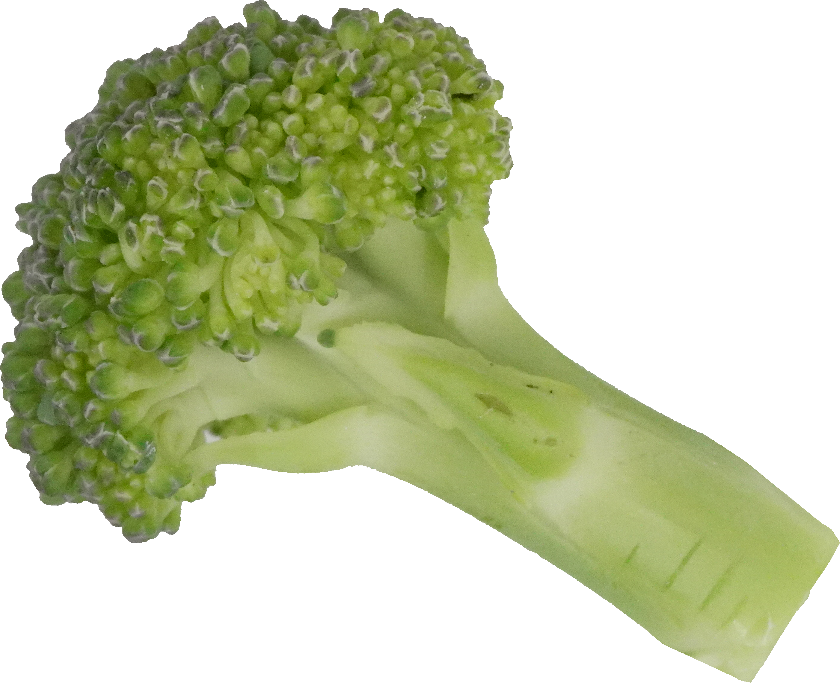 ブロッコリー｜商用可フリー画像・背景透過