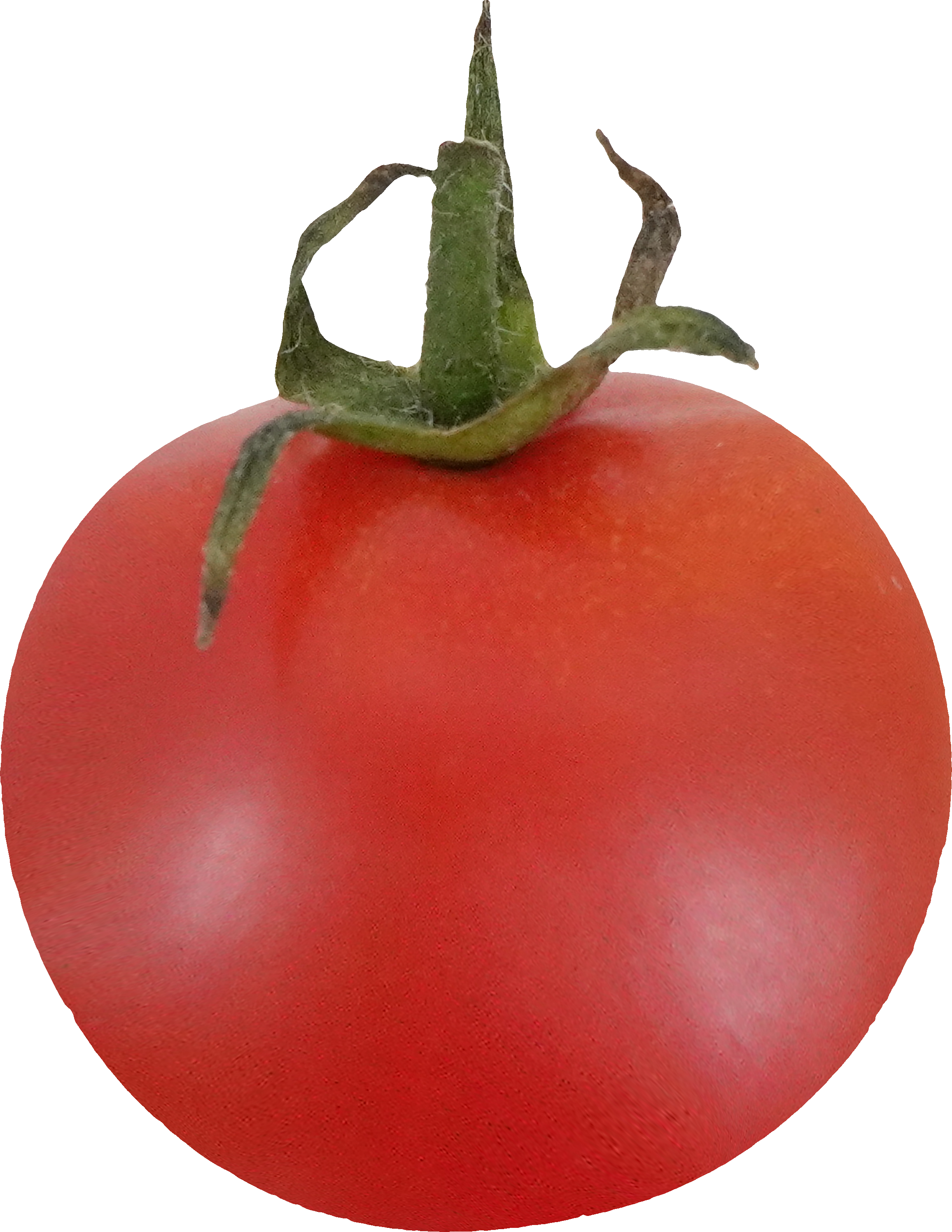 ミニトマト｜商用可フリー画像・背景透過